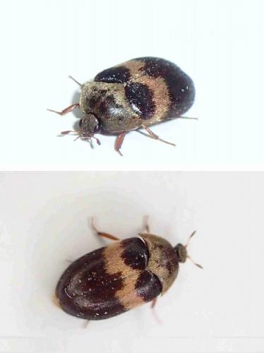 Attagenus fasciatus